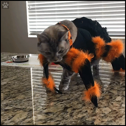 Scary Cat GIF • Cat wearing pawsome spider costume for Halloween. She is confused. Scary Cat GIF • Cat wearing pawsome spider costume for Halloween. She is confused.