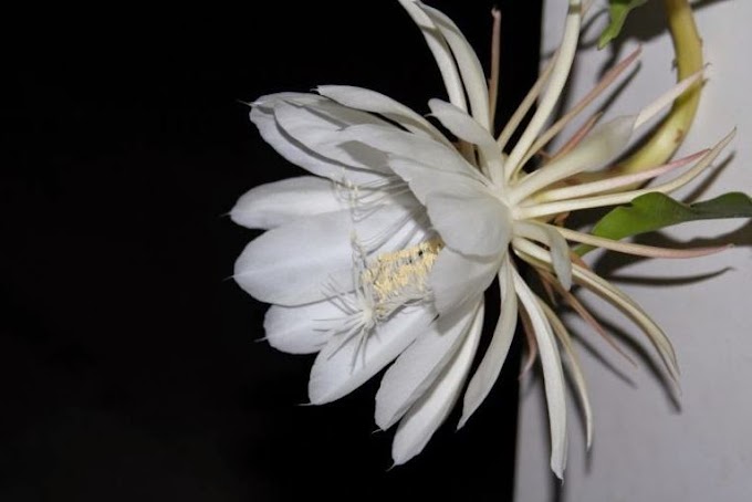 CURIOSIDADE VEGETAL-QUAL A FLOR MAIS CARA DO MUNDO?