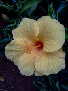 yellow hibiscus after rain