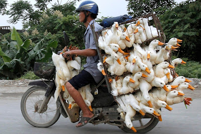 Transporte salvaje de patos