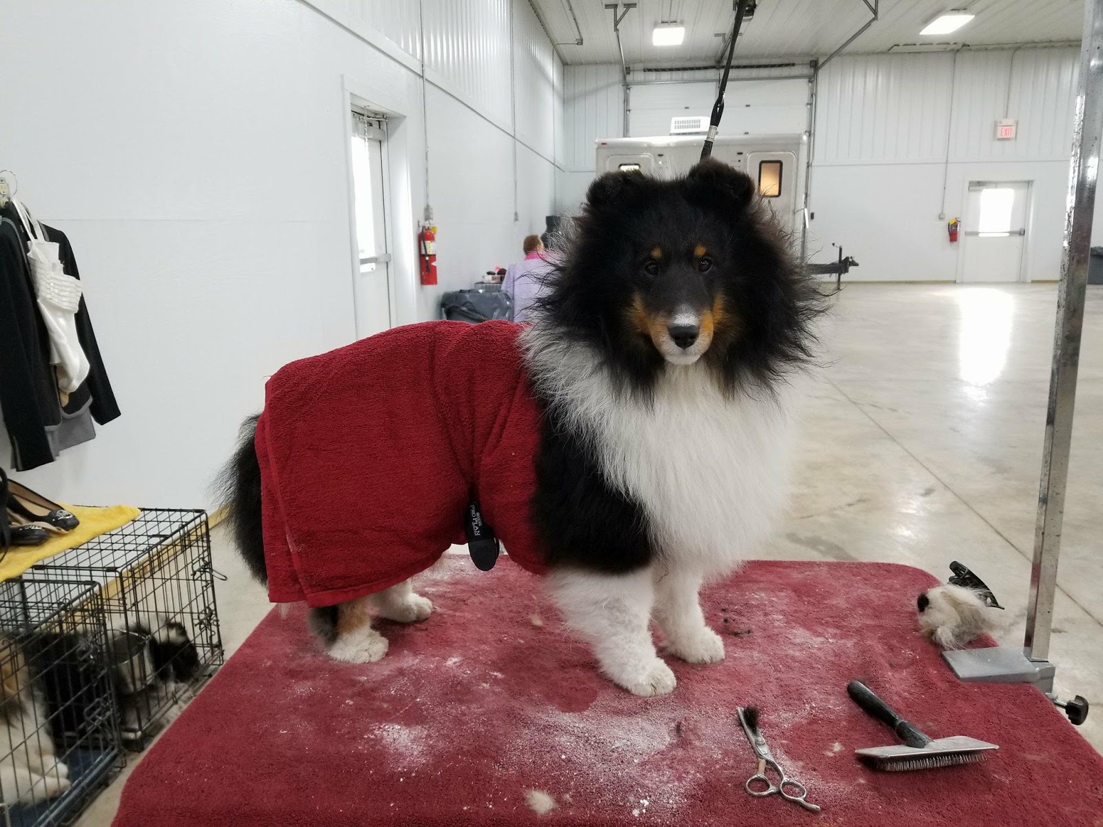 bella thompson shelties