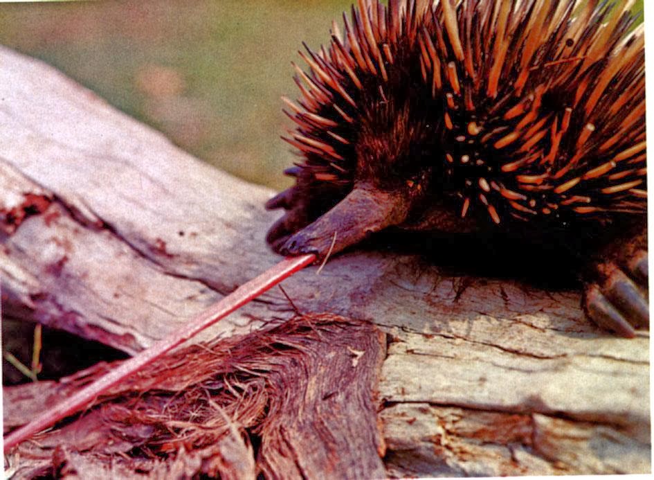 The Jungle Store An Echidna's Bendy Tongue