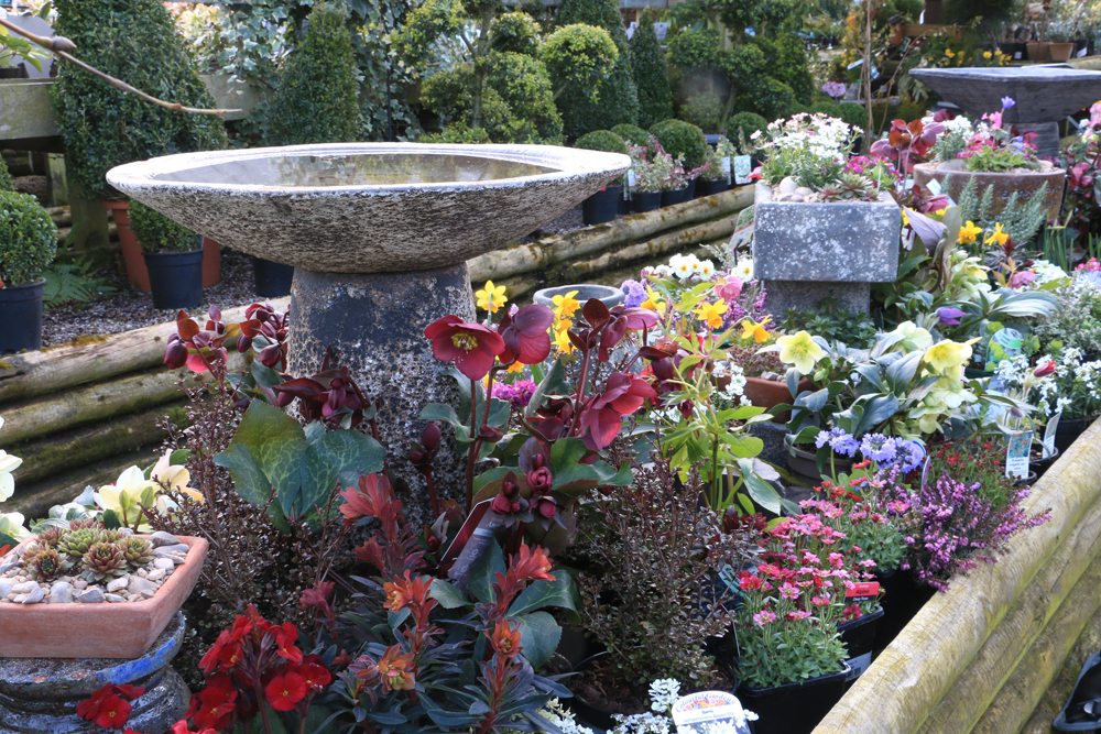 Preston Bissett Nurseries and Country Shop Spring Fresh Alpine Pots