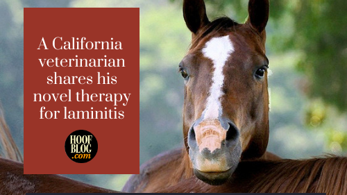 Best Practices For Managing Laminitis Veterinary Practice News