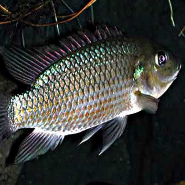 22 Manfaat dan Khasiat Luar Biasa Ikan Mujair untuk Kesehatan