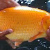 Cara Budidaya Pembesaran Ikan Mas Yang Baik Dan Benar