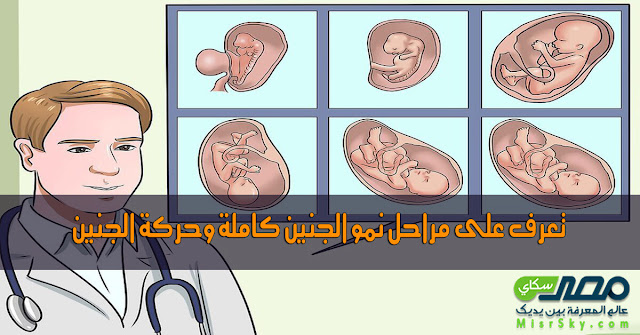 تعرف على مراحل نمو الجنين كاملة وحركة الجنين