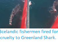 https://sciencythoughts.blogspot.com/2019/06/icelandic-fishermen-fired-for-cruelty.html