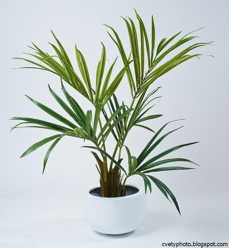 Комнатное растение название пальмы. Ховея Бельмора. Ховея Форстериана 19/80. Ховея Кентия Бельмора – Howea belmoreana. Пальма Ховея маленькая.
