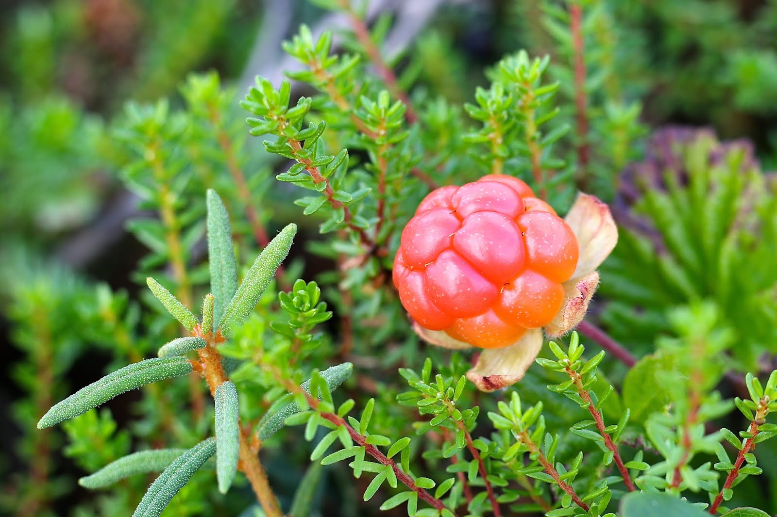 Cloudberry Tea, Water Therapy & Diet Heals Aids Natural Home Remedies