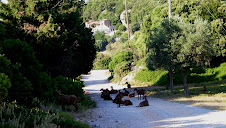 Les chevres occupent la piste