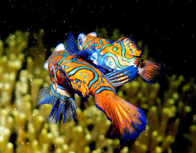 How do fish mate and reproduce How do fish mate and reproduce