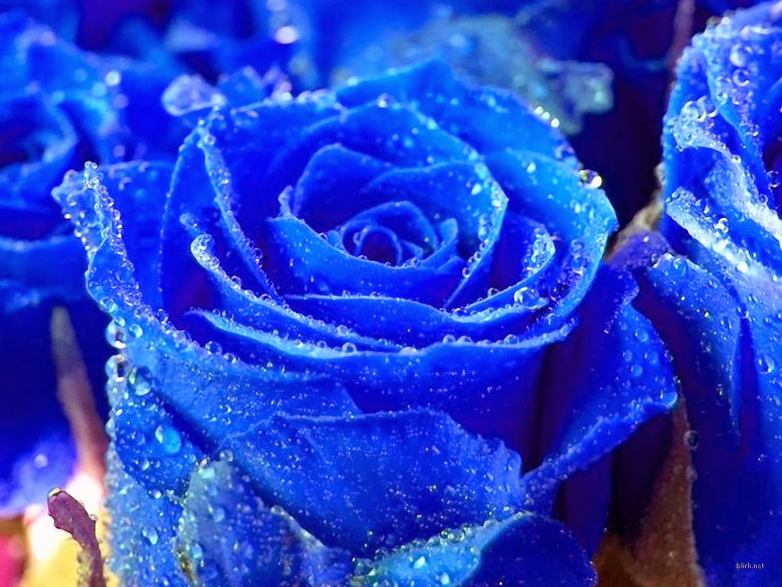 Hình ảnh hoa hồng xanh