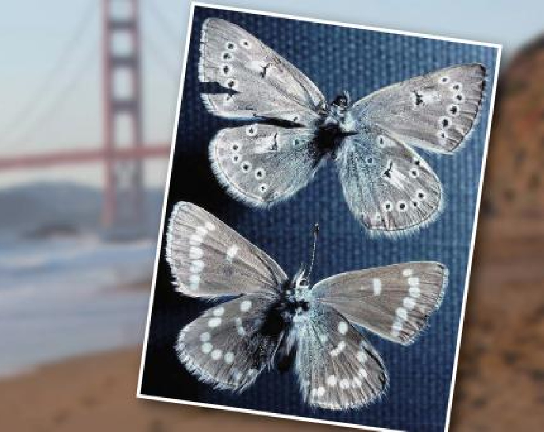 JeffCo Master Gardeners Xerces Blue Butterfly by Vicky Spelman