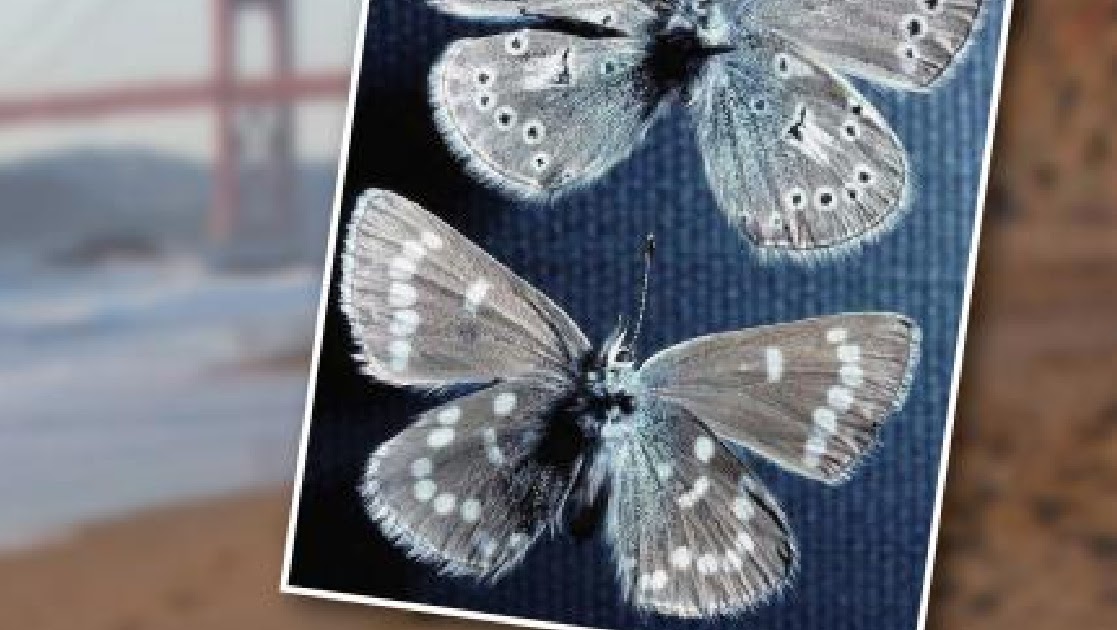JeffCo Master Gardeners Xerces Blue Butterfly by Vicky Spelman
