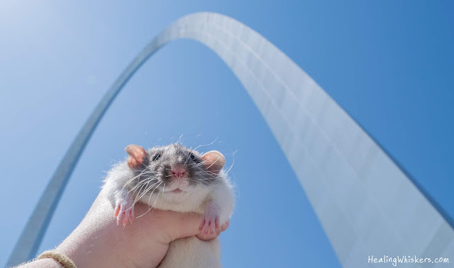 Vincent the rat at the Gateway to the West
