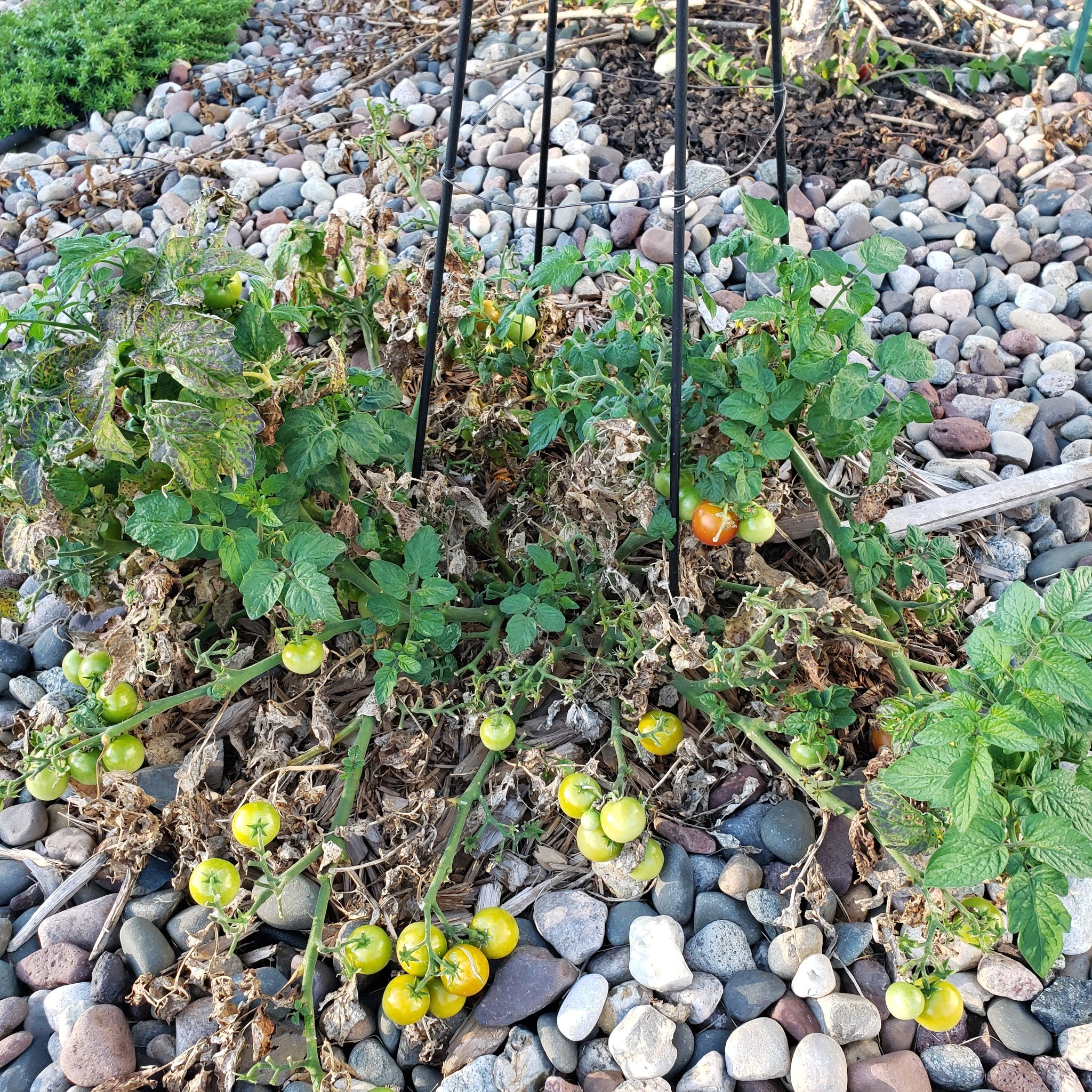 Growing New Tomato Hybrid, Veranda Red