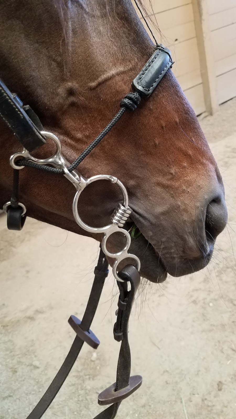 Training Cupid, my exracehorse Looks Can Be Deceiving Myler