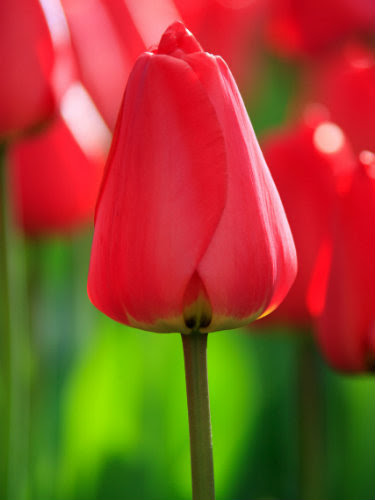 Une belle tulipe rouge