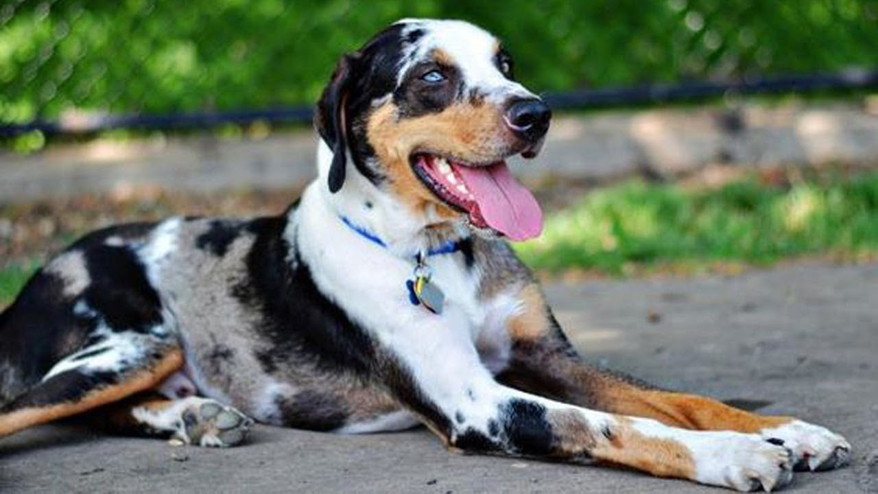 All You to Know About Catahoula Leopard Dog Doglopedix