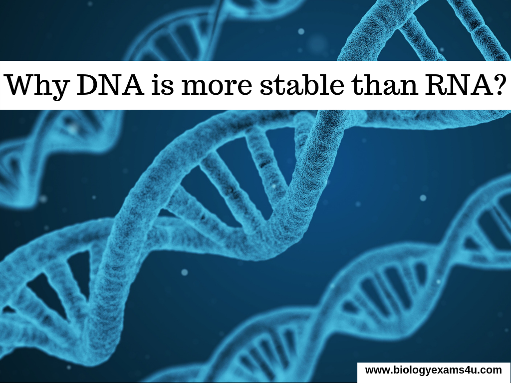 Stability of DNA and RNA Why DNA is more stable than RNA?