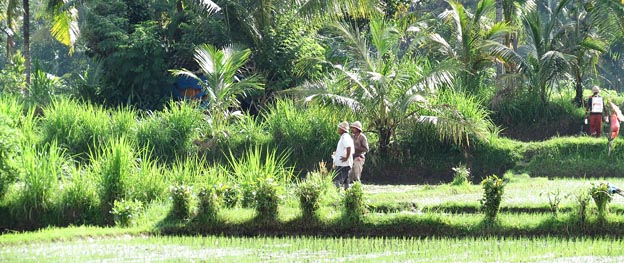 Bali Paddy Fields in the sun