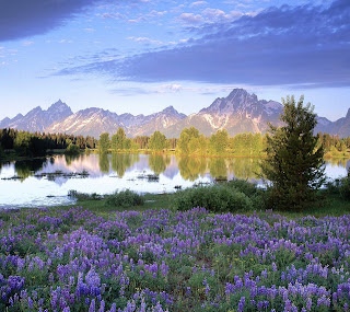 flowers for flower lovers.: Flowers sceneries wallpapers.