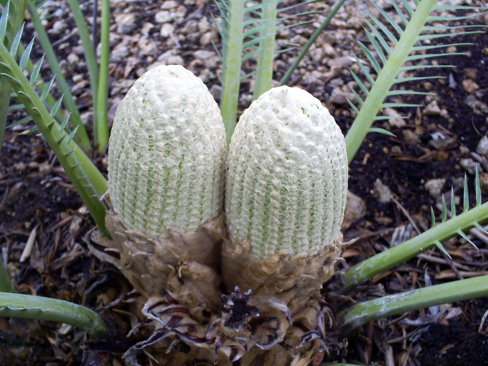 Do Sago Palms Have Cones? : Do Sago Palms Flower: Identifying Flowering ...
