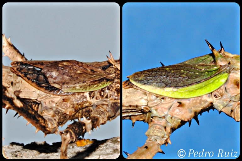Detalle de las alas de una hembra y un macho de Haaniella erringtoniae Detalle de las alas de una hembra y un macho de Haaniella erringtoniae