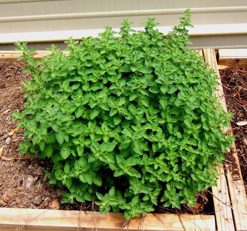 Learning Zone Languages Spanish Herbs Vocabulary