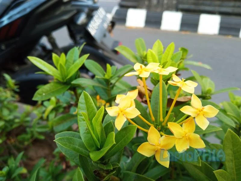 Hasil Foto Kamera Xiaomi Redmi 9