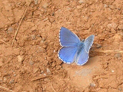 mariposa Náyade