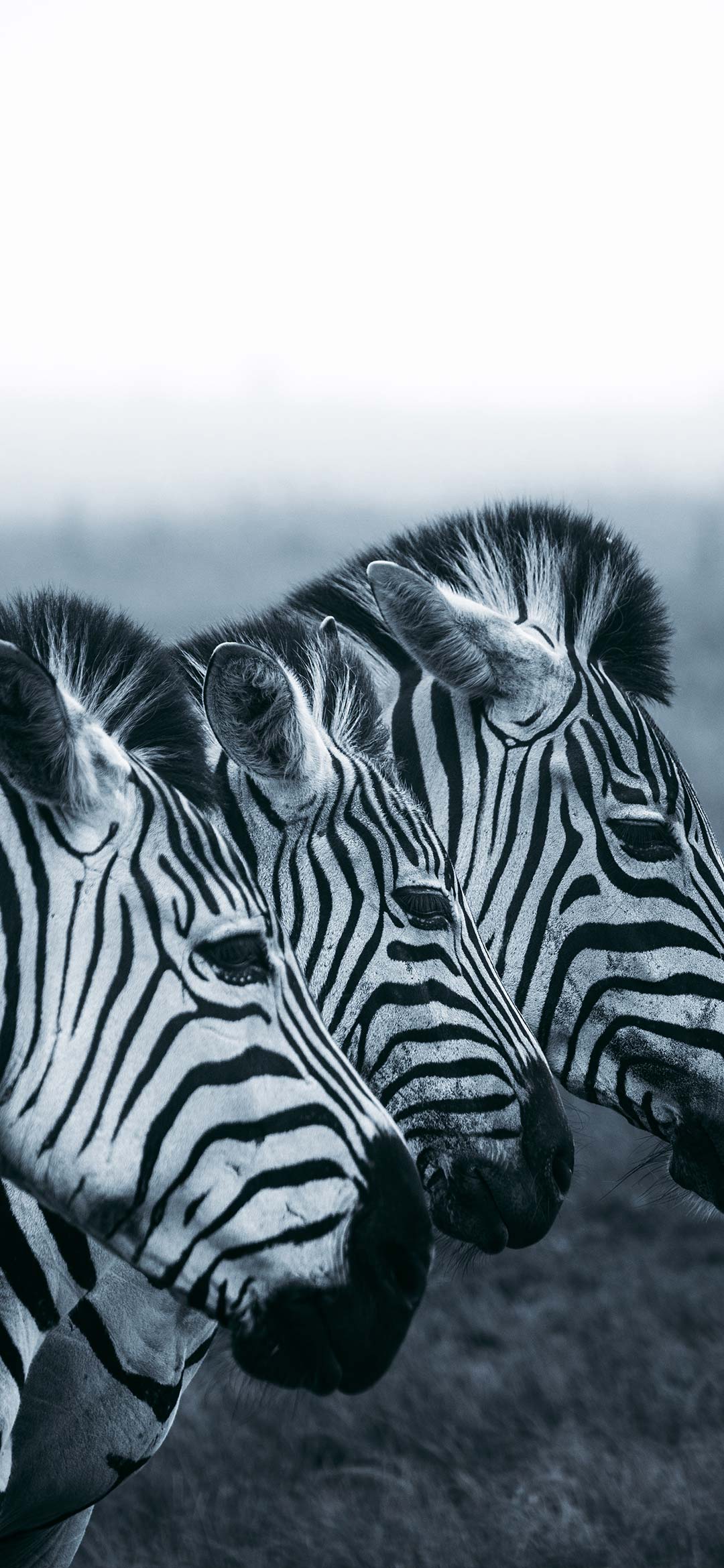 wild%2Bzebras%2Bwallpaper