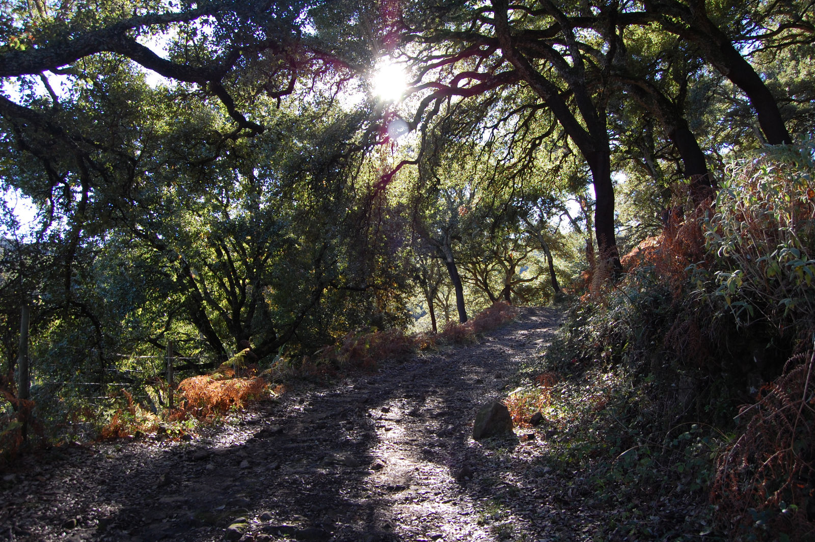 Ubrique natural Subida al pico del Aljibe desde La Sauceda
