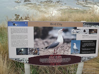 Very informative signs were posted in various shore areas at the Kaikoura Peninsula. This one is about the largest red-billed gull colony. NZ