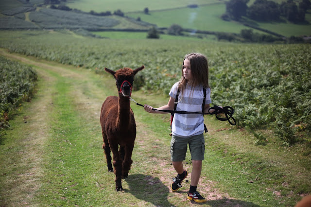 Alpaca my boots