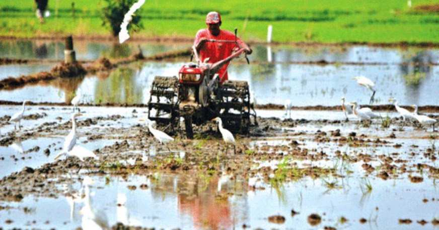 persiapan lahan tomat fortuna