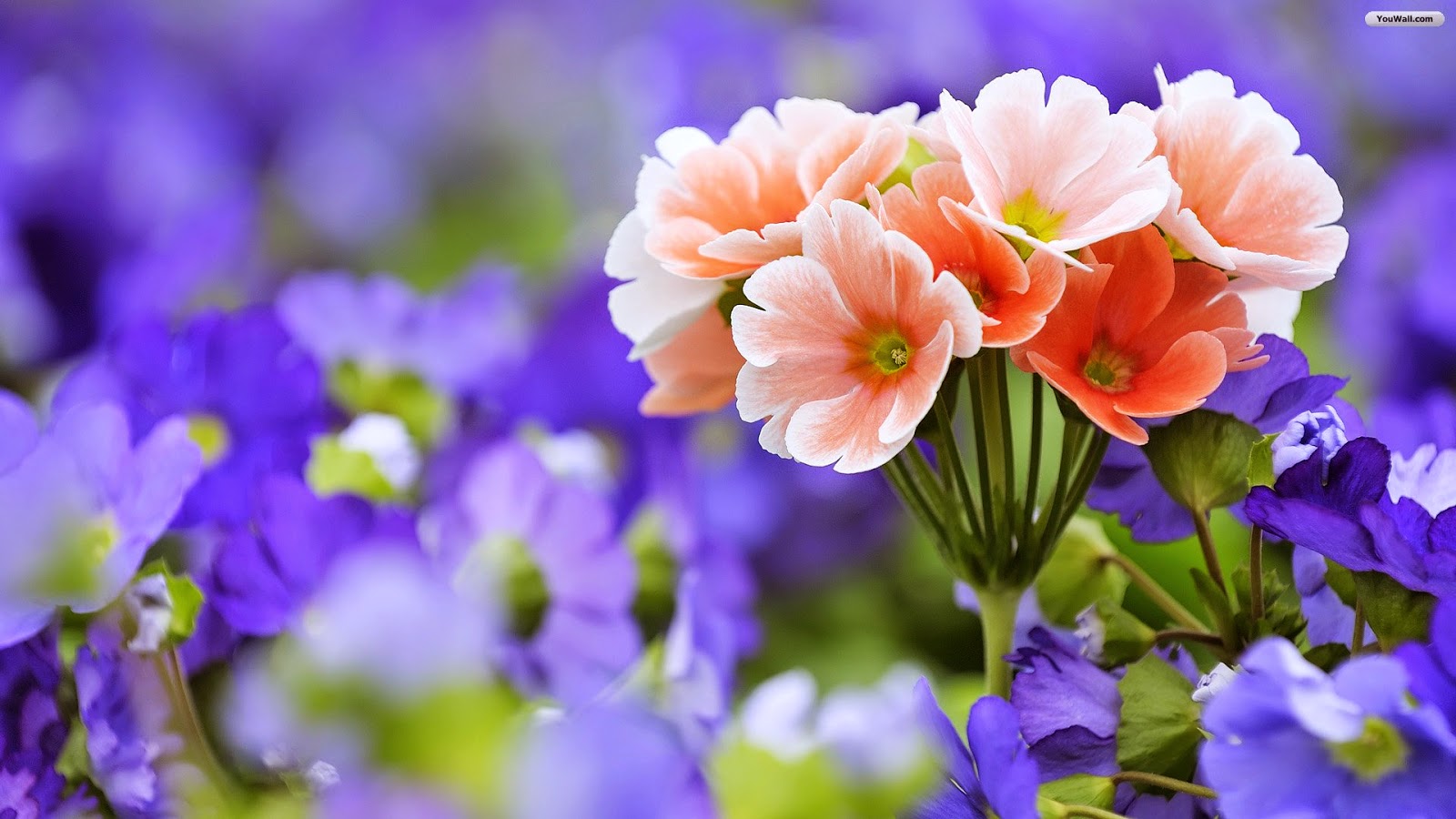 Beautiful Flower Wallpapers in HD - HD Wallpapers - High Quality Wallpapers
