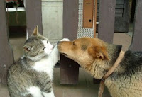 Assicurazione per cane e gatto: Assicurì Animali Domestici di Tua Assicurazioni Polizze per cane e gatto: l'assicurazione per animali domestici di Tua Assicurazioni