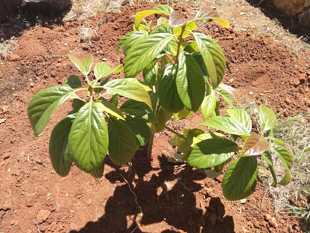 Aguacate en el huerto familiar.