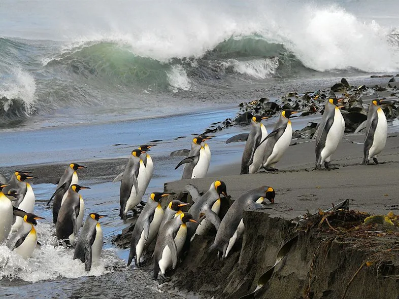 King Penguin di pantai Kepulauan Crozet dekat Antartika menarik bagi sebagian turis.