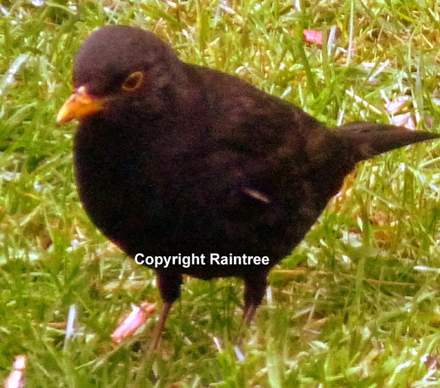 Blackbird