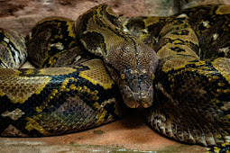 فضاء حديقة " كروكوبارك " يزداد ب 26 صغير من اكبر ثعبان في العالم