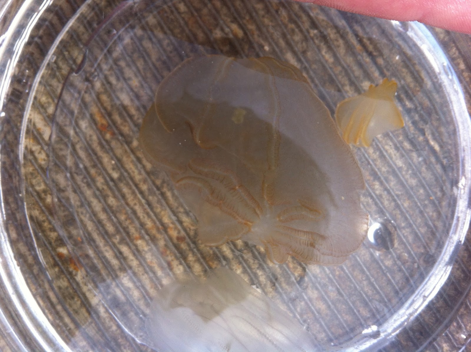 Raising Pet Jellyfish Pictures of my jellies