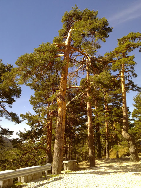 Pino silvestre (Pinus sylvestris L.).