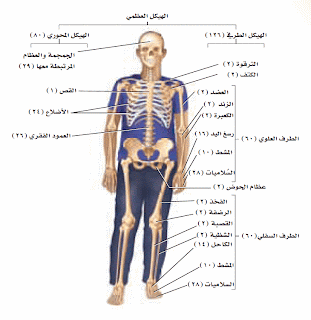 عدد عظام الهيكل المحوري