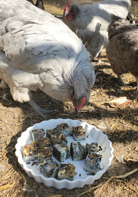 chicken eating treats