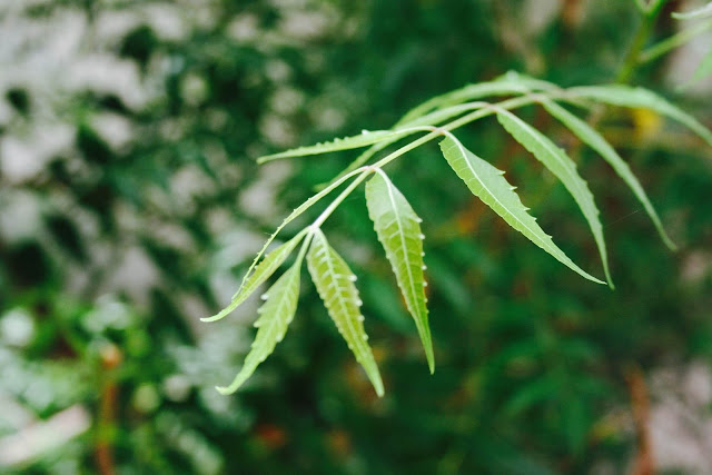 Kulit Cantik Tanpa Jerawat Dengan Himalaya Neem | 10 Khasiat Neem Yang Perlu Anda Tahu