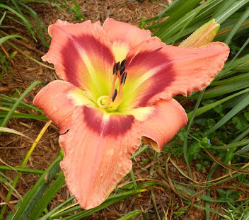 Carnival in Mexico Daylily