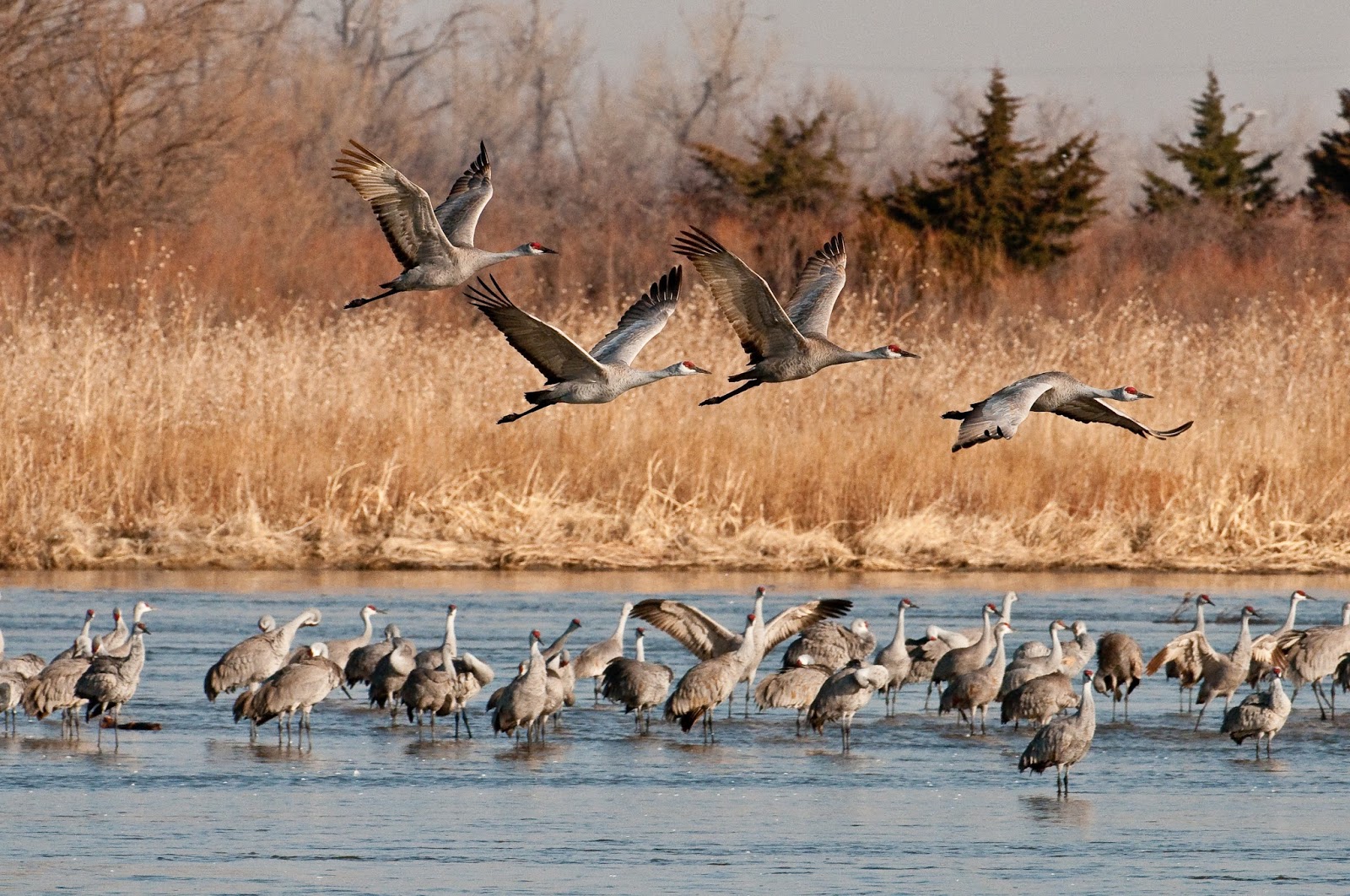 Healthy Farms: Nebraska Migratory Bird Month!